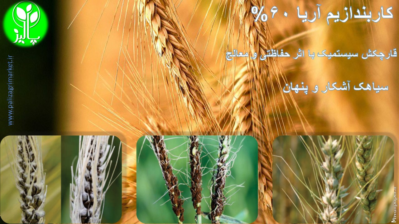 کاربندازیم آریا 60% پودر 100 گرمی - Image 3
