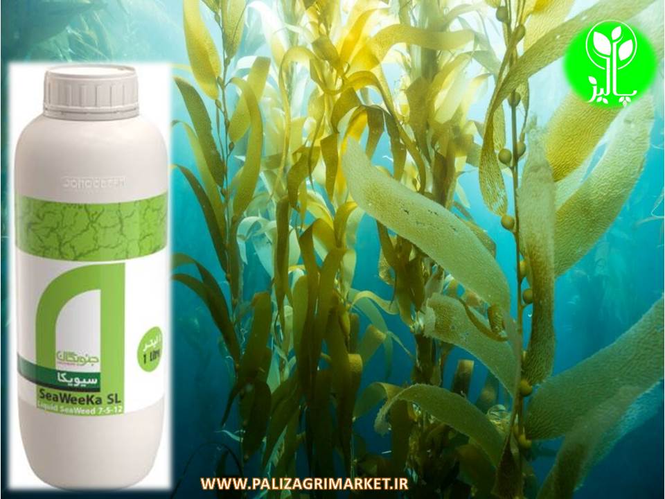سیویکا ۱۲-۵-۷ SeaWeeKa ( جلبک دریایی ) یک لیتری - Image 3