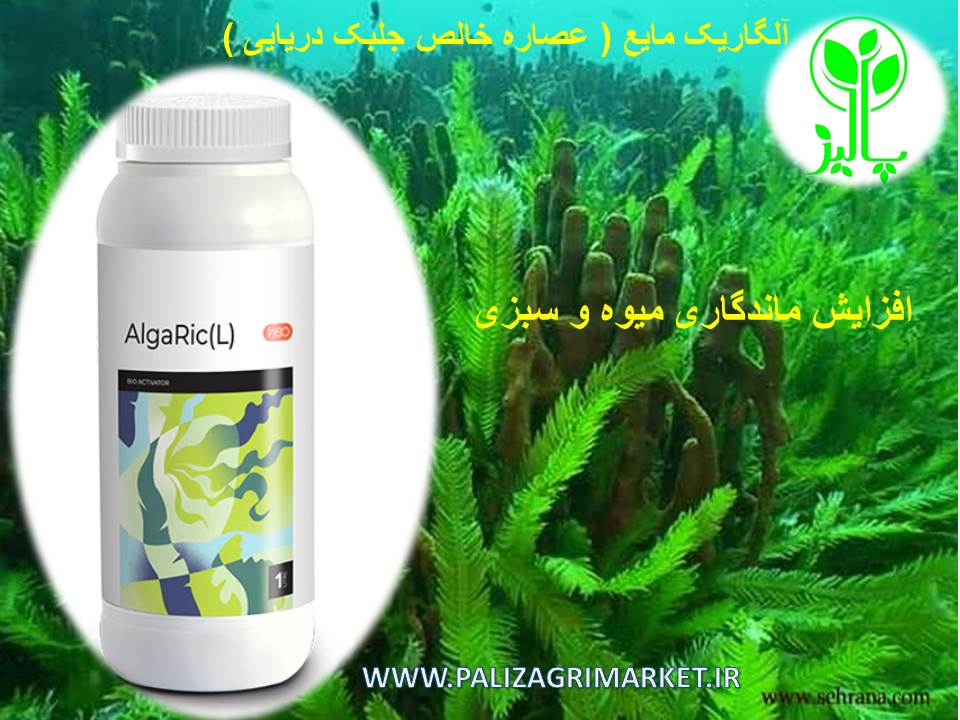 آلگاریک مایع ( عصاره خالص جلبک دریایی ) Rico Fertilizer Products - Image 4