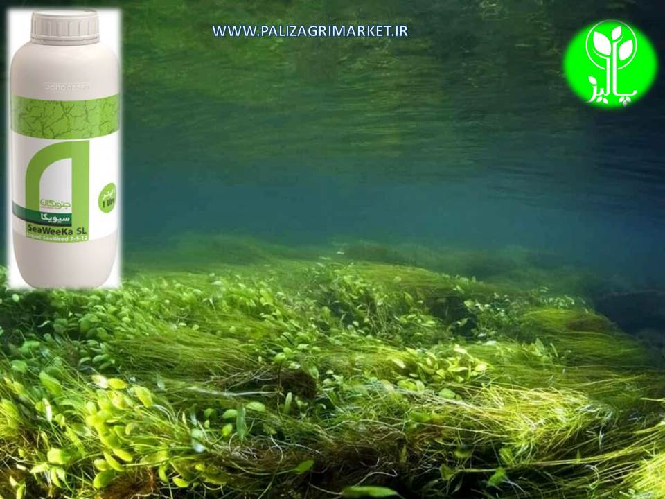 سیویکا ۱۲-۵-۷ SeaWeeKa ( جلبک دریایی ) یک لیتری - Image 4