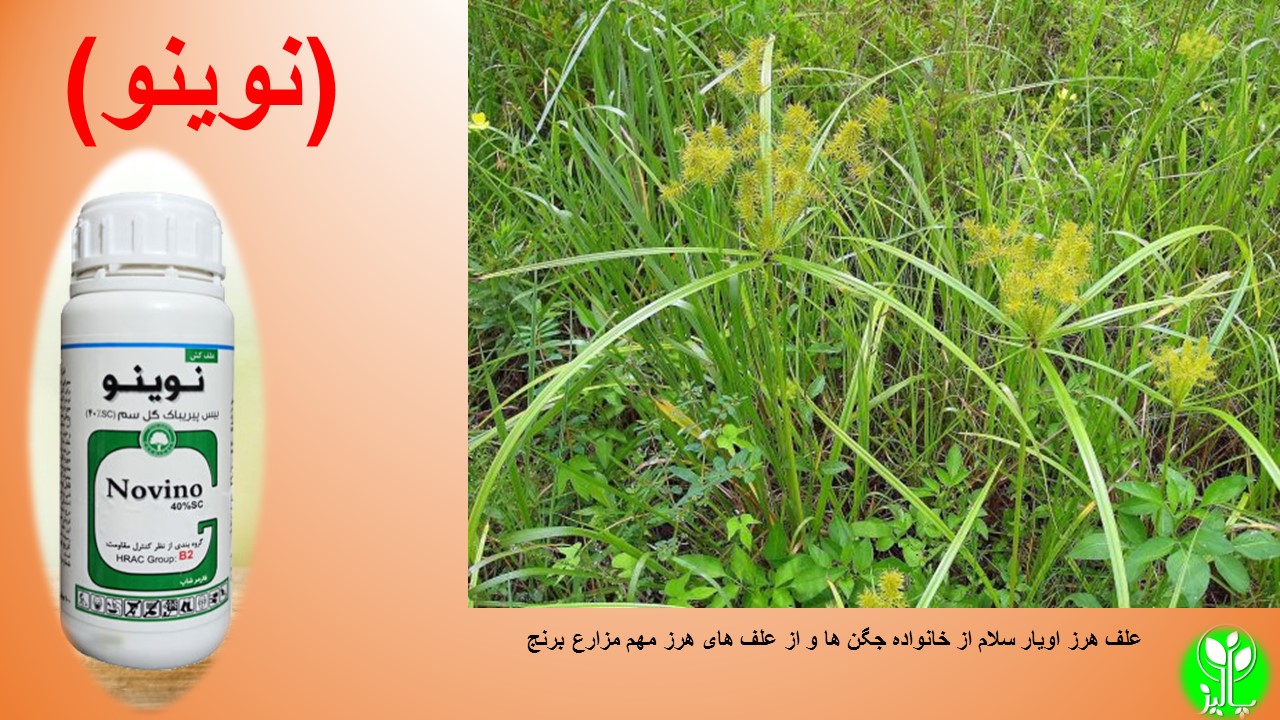 بیس پیریباک سدیم (نوینو) - Image 3