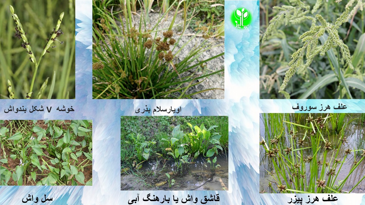 بیس پیریباک سدیم (نوینو) - Image 4