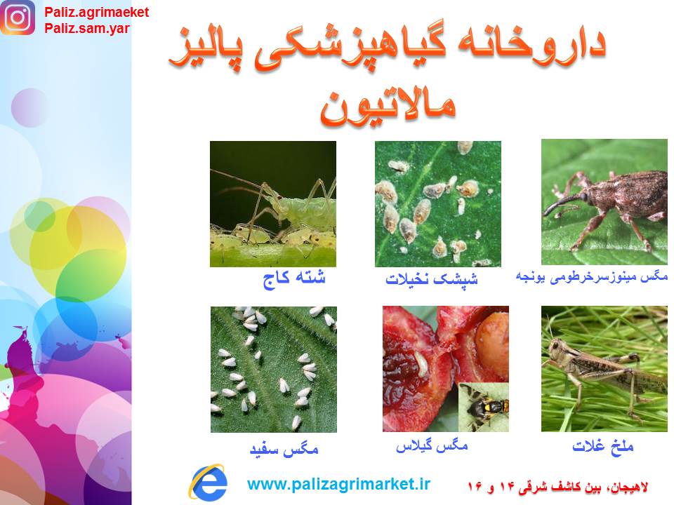Free-ppt24-ghalamo (3)