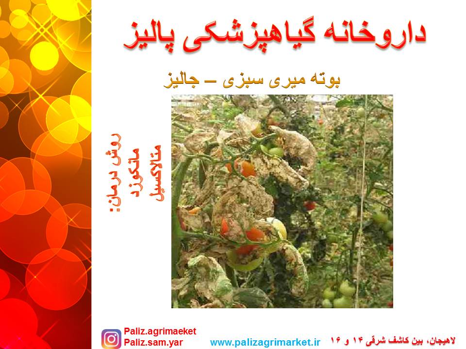 Free-ppt24-ghalamo (2)
