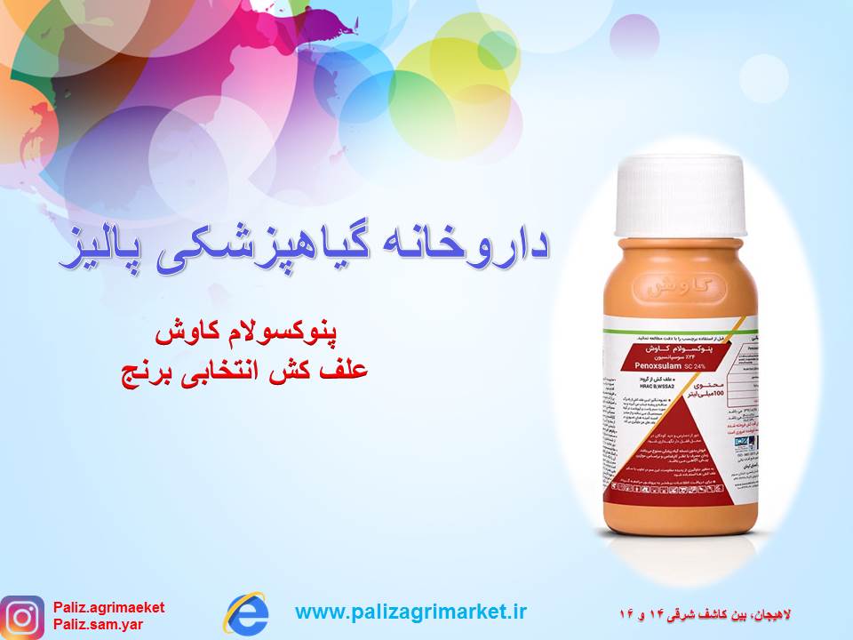 Free-ppt24-ghalamo (3)