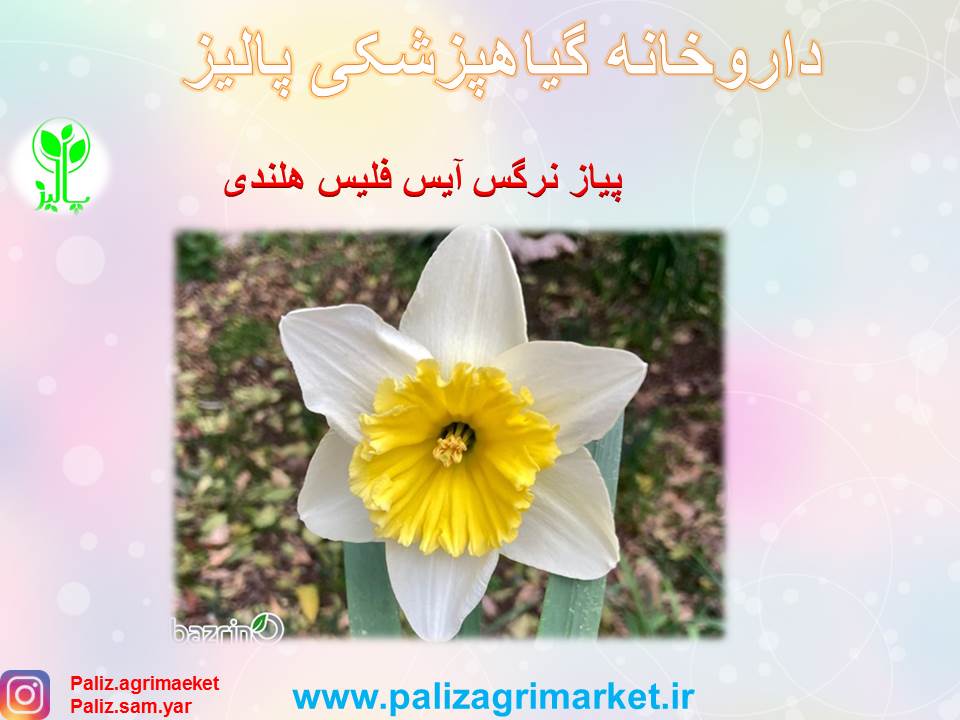 Free ppt 45-Ghalamo (1)