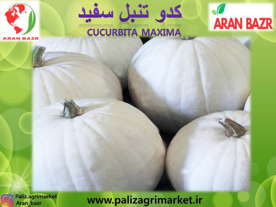 Free ppt 43-Ghalamo (2)