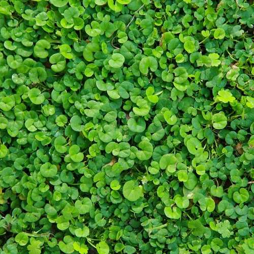 بذر چمن مدل دایکوندرا برند کاننتینال ایتالیا بسته 1 کیلوگرمی - Image 4