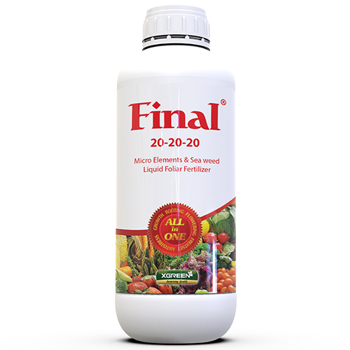 Final