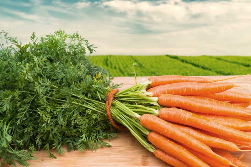 Carrots Bunch