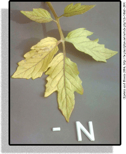 N-loss