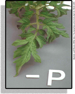 P-loss