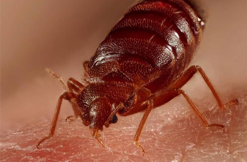 bedbug-feeding-on-skin-2-1