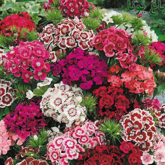Dianthus-barbatus0006778
