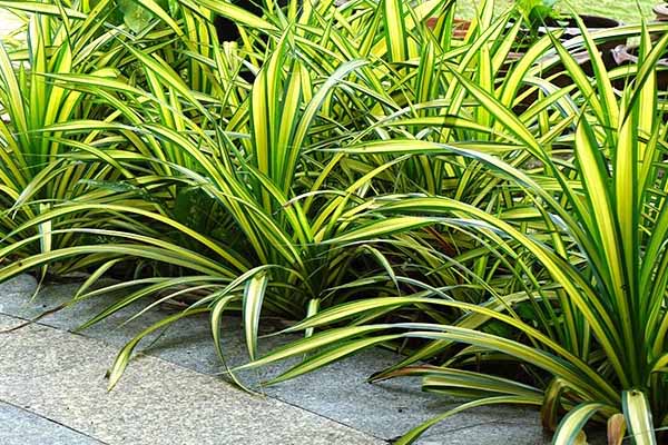 pandanus (4)-min