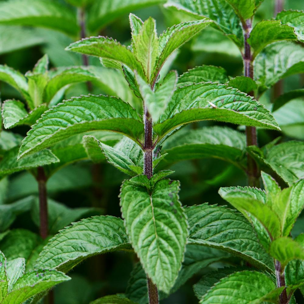 peppermint