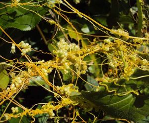 Cuscuta-300×249