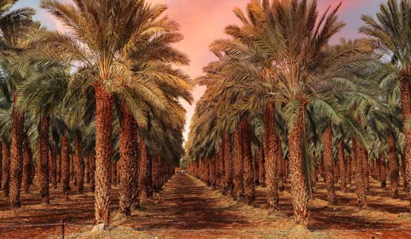 Date-tree-irrigation