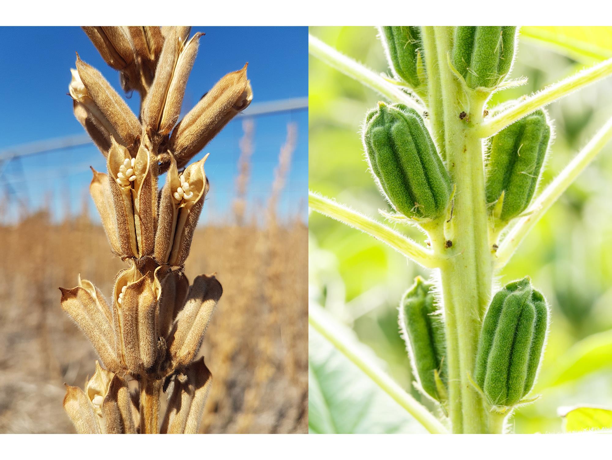 NewsImage81705395072219-am-CropScouting11-8