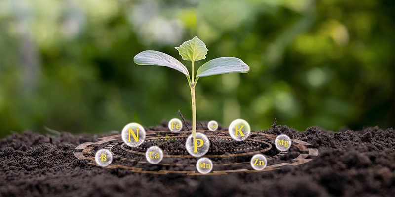 Plant24