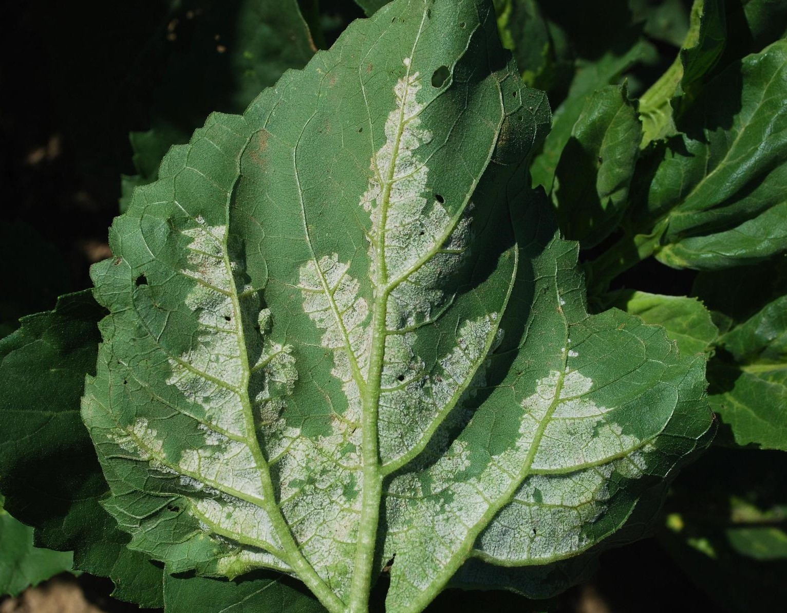 Plasmopara halstedii