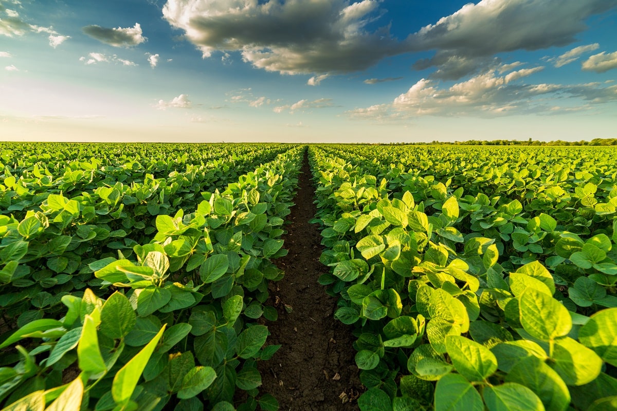 Soybean-Farmers-Look-To-New-Markets-As-Chinese-Demand-Dampens-min
