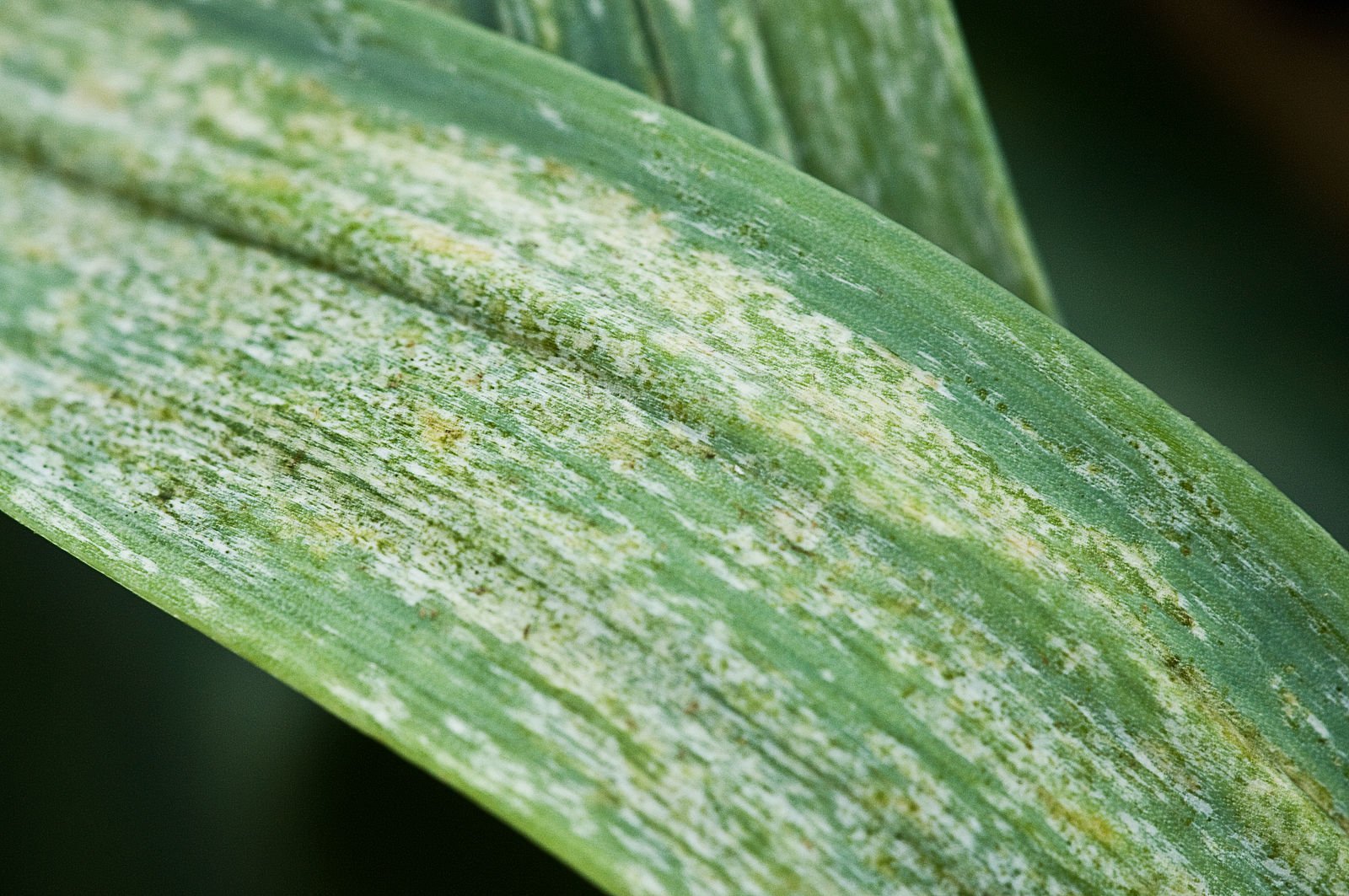 Thrips_tabaci_damage