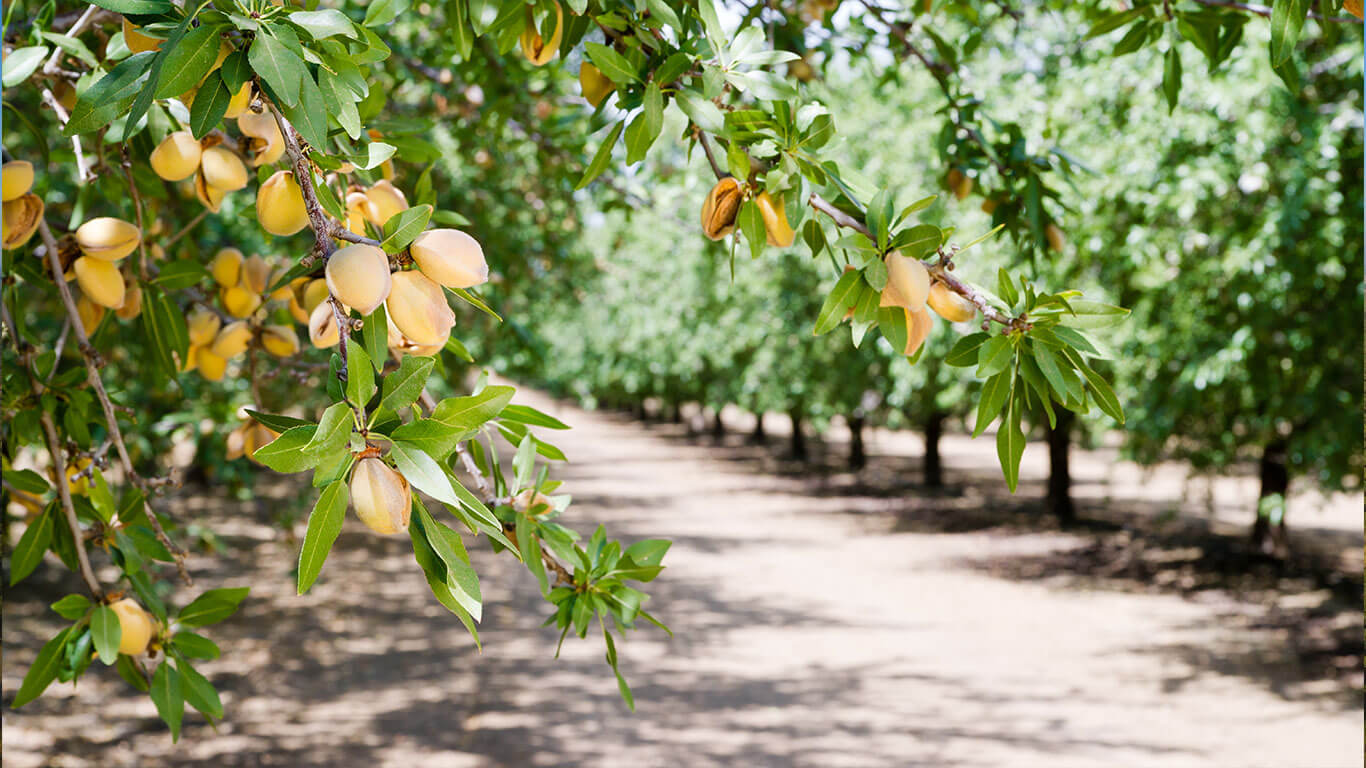 almond021 (1)