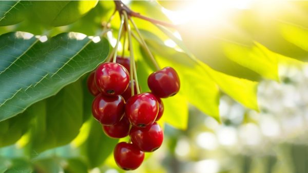gilas-fruit-600×338