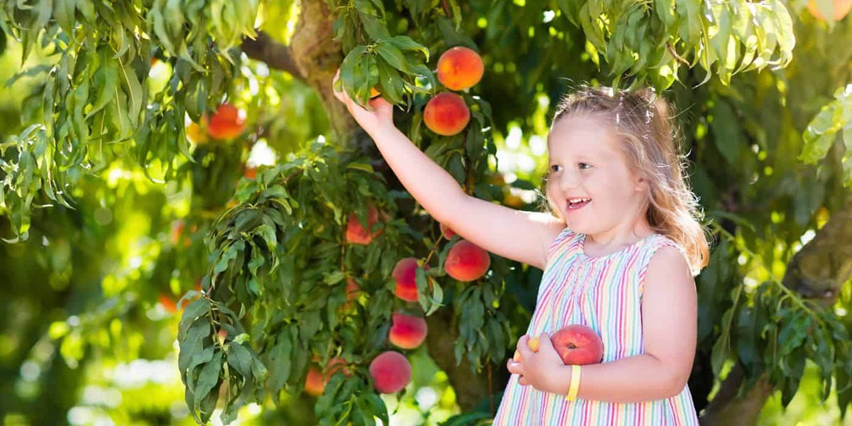 keeping-a-peach-tree-small-for-kids