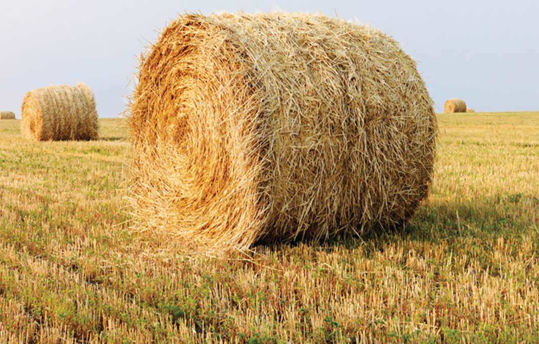 the-art-of-planting-hay (1)