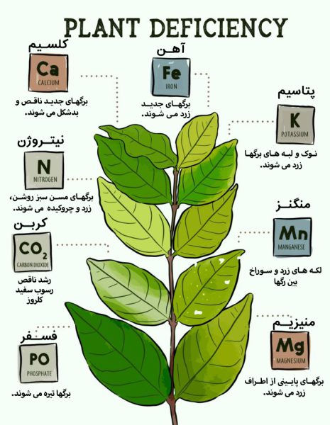 plant-deficiency-465×600