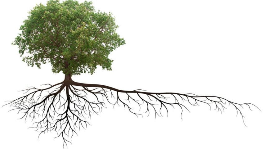 the-harmful-effects-of-tree-root-infiltration-on-potable-water-piping_-848×480