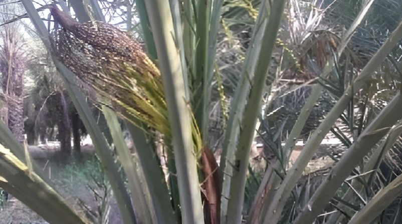 Mauginella scattae1