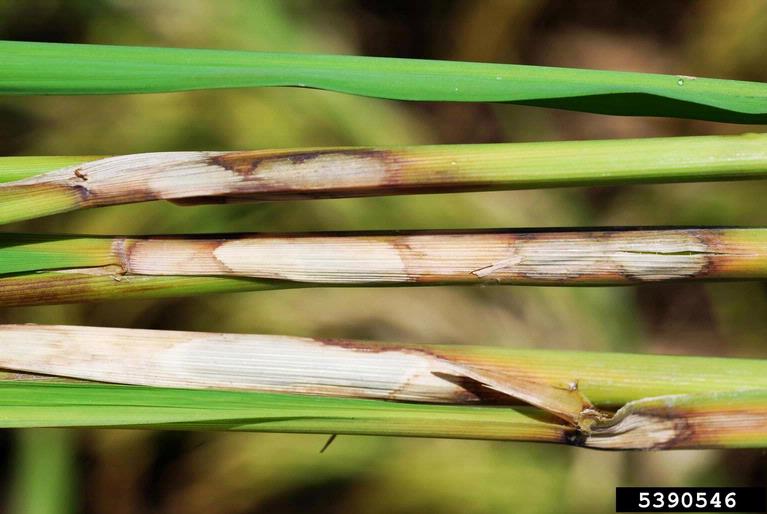 sheath-blight-on-rice-global-eng-1